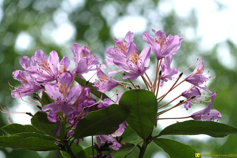 3 – Balade déconfinée en forêt
