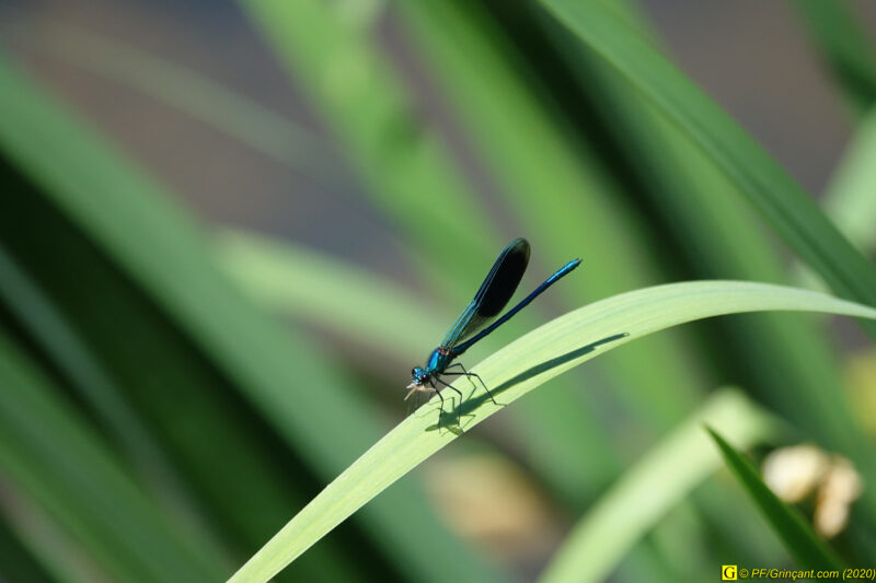 3 – Demoiselle (1)