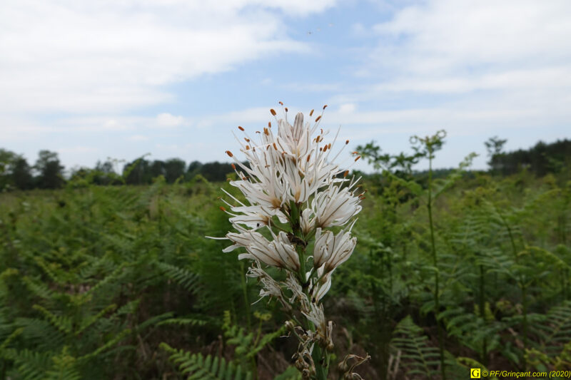 4 – Balade déconfinée en forêt
