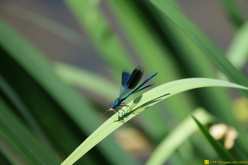 4 – Demoiselle (2)