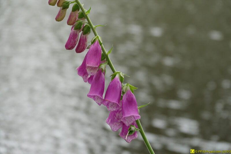 5 – Balade déconfinée en forêt