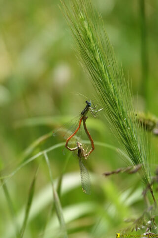 5 – Fornication sur épi