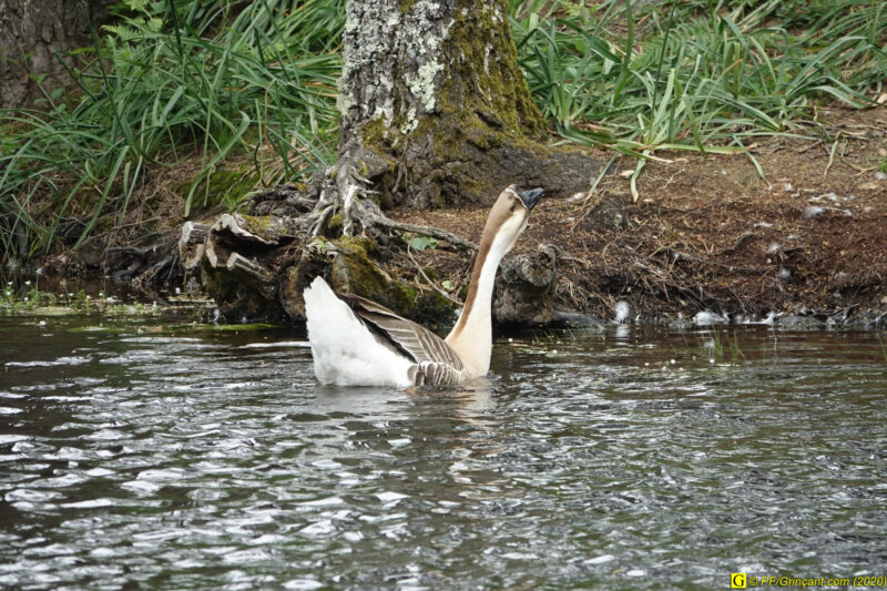 6 – Balade déconfinée en forêt