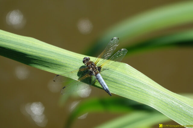 6 – Libellule
