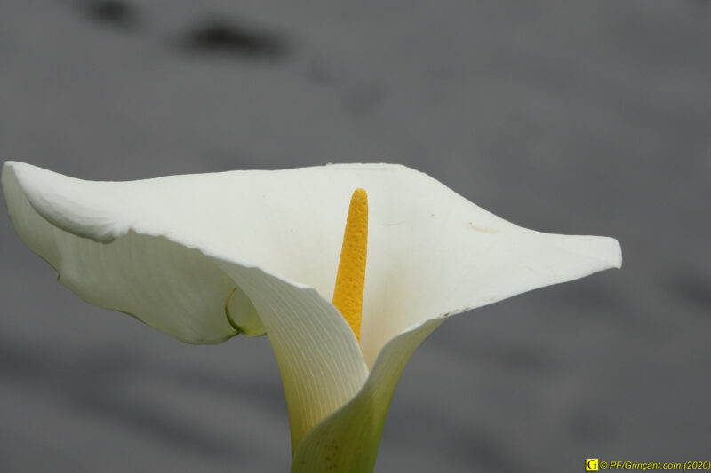 7 – Balade déconfinée en forêt