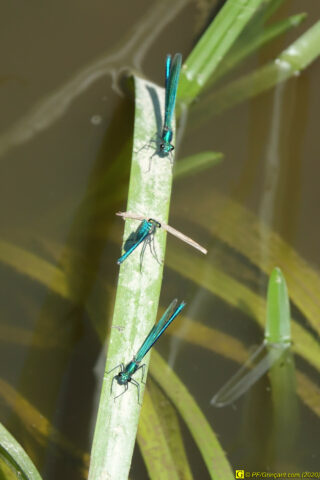 7 – Trilogie de demoiselles