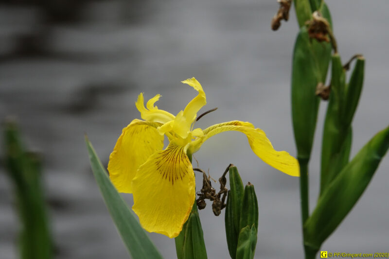 8 – Balade déconfinée en forêt