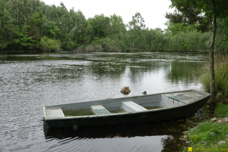 9 – Balade déconfinée en forêt