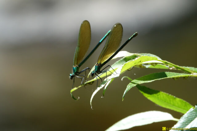 9 – Demoiselle et son écho