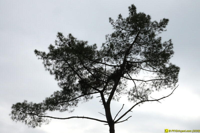 10 – Balade déconfinée en forêt