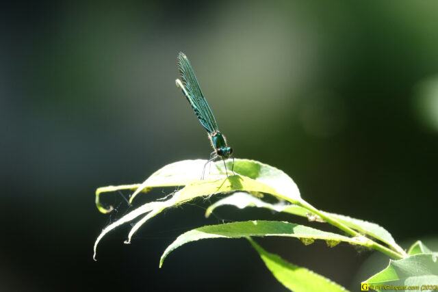 10 – Demoiselle toute en finesse