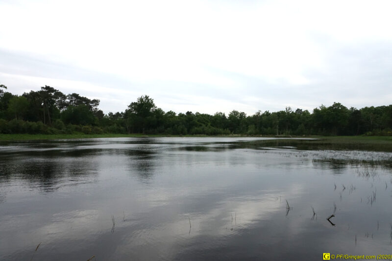 11 – Balade déconfinée en forêt