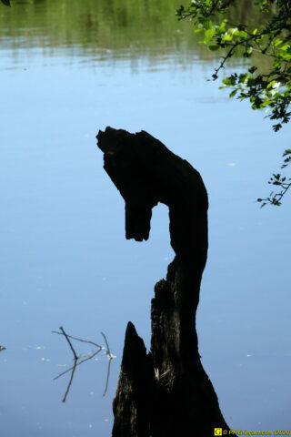 11 – Hippocampe ?