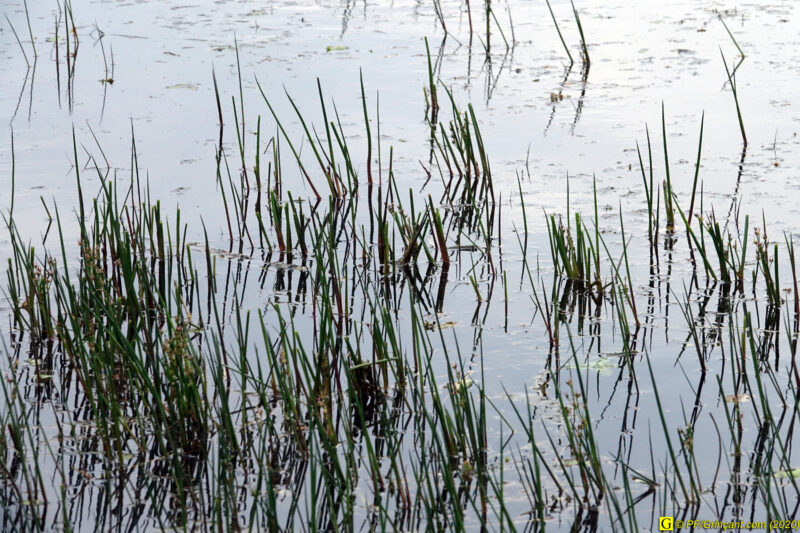 14 – Balade déconfinée en forêt