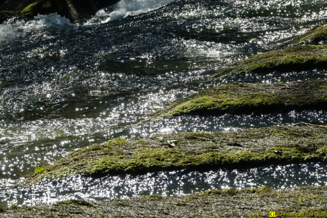 14 – Végétation d'eau douce