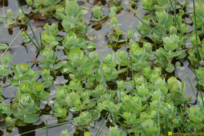 15 – Balade déconfinée en forêt