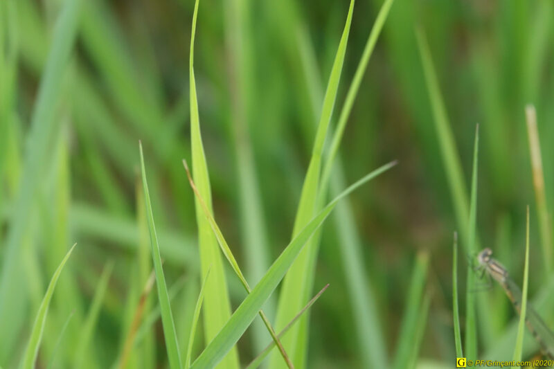 16 – Balade déconfinée en forêt