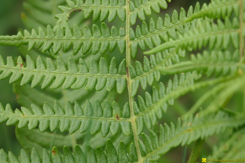 17 – Balade déconfinée en forêt