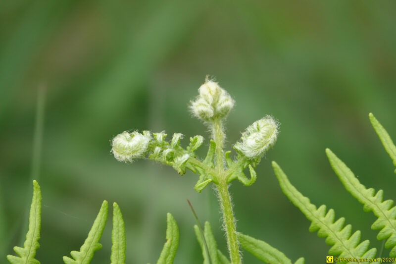 18 – Balade déconfinée en forêt