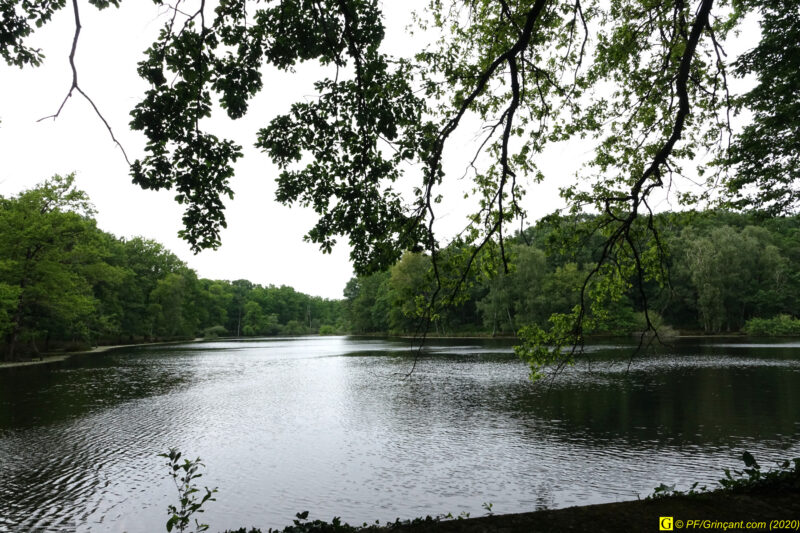 19 – Balade déconfinée en forêt