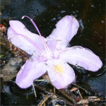 Fleur de rhododendron tombée dans l'eau