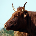 La randonnée de tous les dangers La vache !