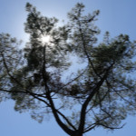 Des étangs dans la forêt