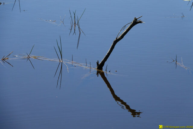 Une branche noyée