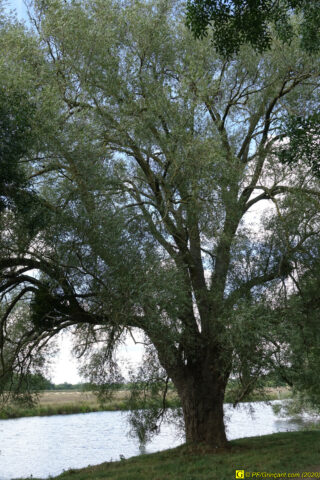 Arbre en bord de rivière (vue 2)