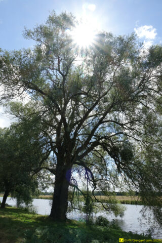 Arbre en bord de rivière (vue 1)