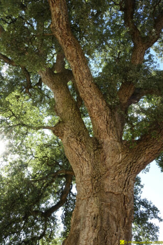 Chêne-liège tricentenaire (1)