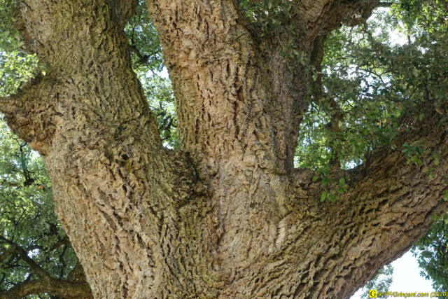 Chêne-liège tricentenaire (2)