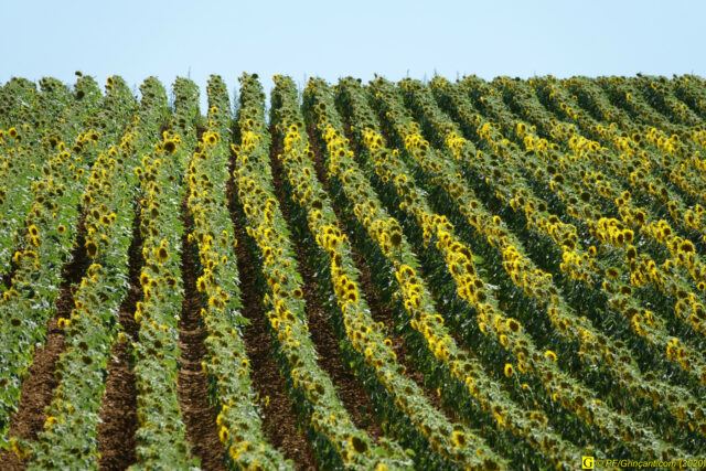 Tournesols (1) – 05/08/2020