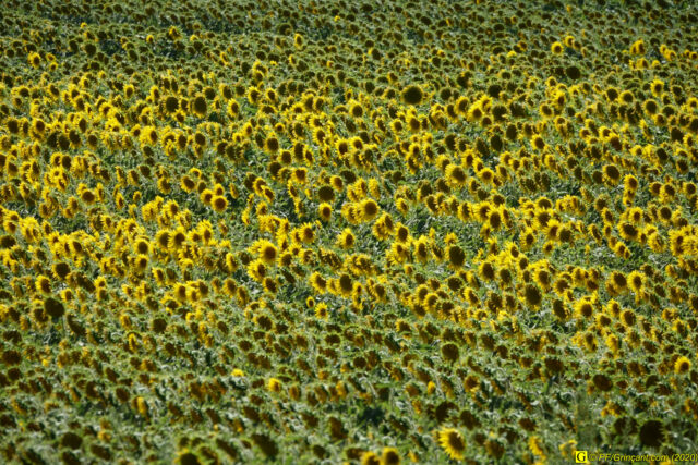 Tournesols (2) – 05/08/2020