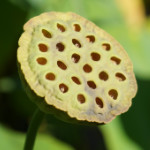 Au parc floral, à la recherche d’un lotus encore en fleur