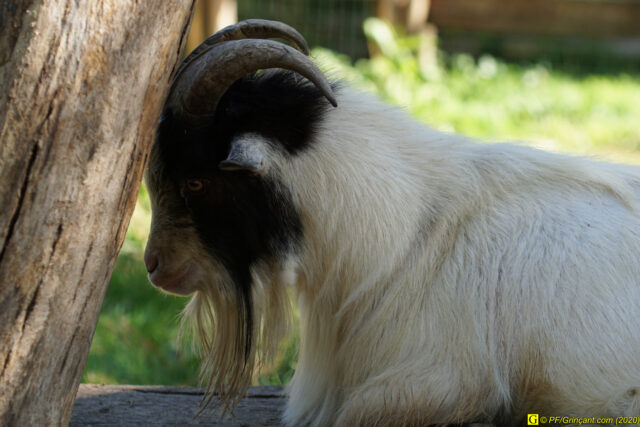 Escapade au parc floral, 09/09/2020 — N° 8