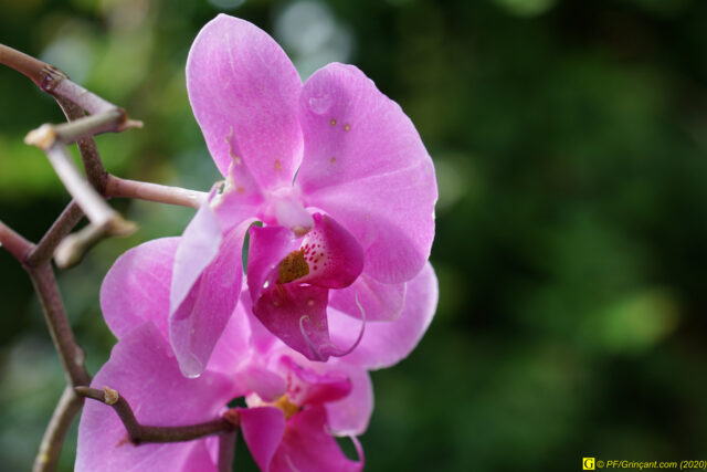 Escapade au parc floral, 09/09/2020 — N° 10