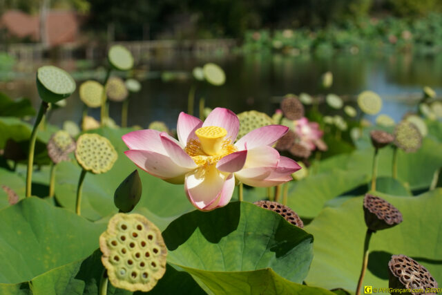 Escapade au parc floral, 09/09/2020 — N° 15