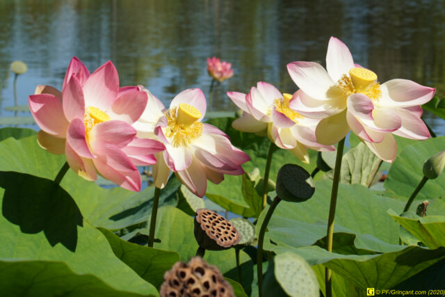 Escapade au parc floral, 09/09/2020 — N° 17