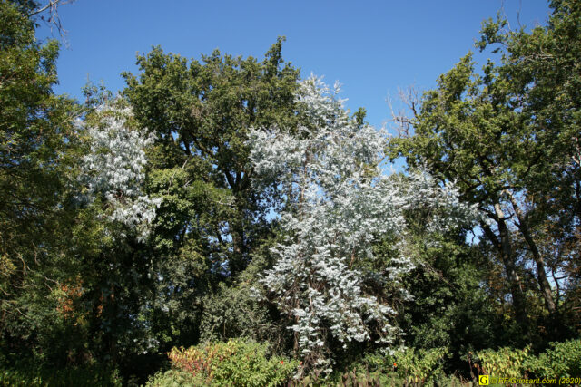 Escapade au parc floral, 09/09/2020 — N° 24