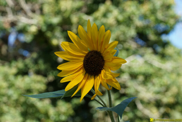 Escapade au parc floral, 09/09/2020 — N° 25