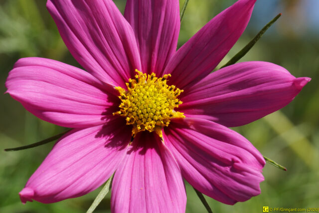 Escapade au parc floral, 09/09/2020 — N° 29