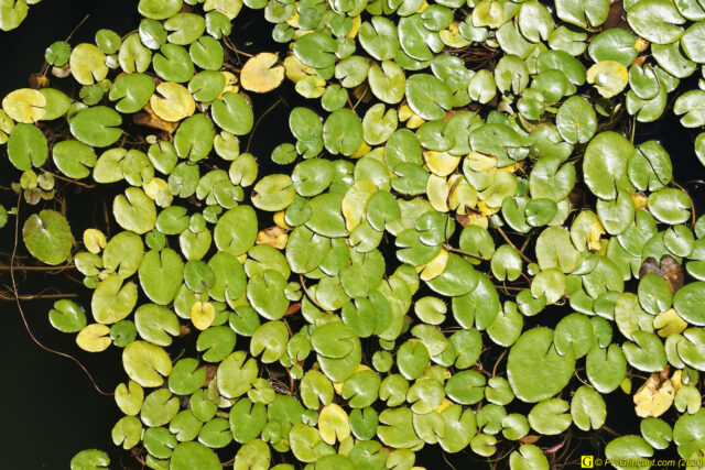 Petits nénuphars