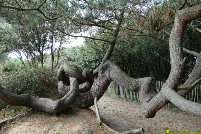 Arbre torturé