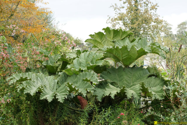 Rhubarbe géante