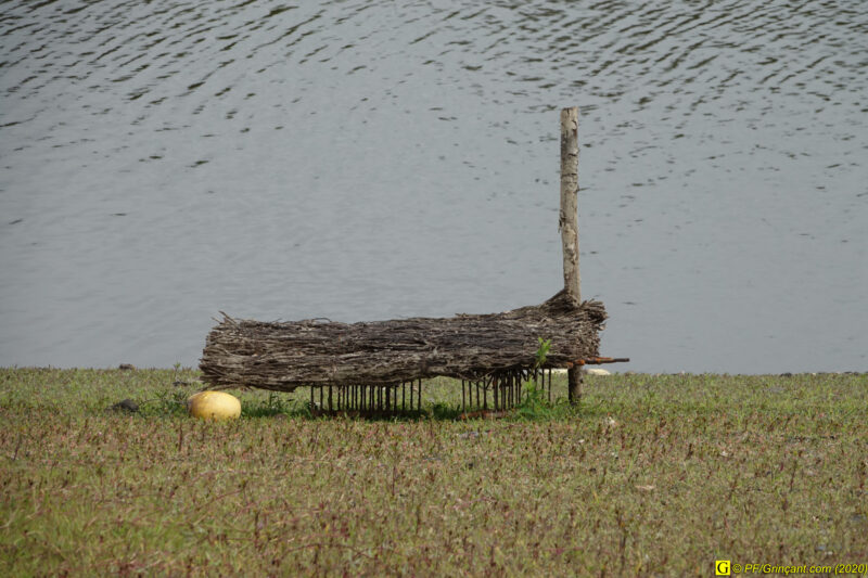 Frayère à poissons