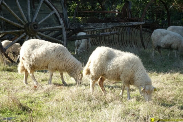 10 – Kerhinet — Moutons