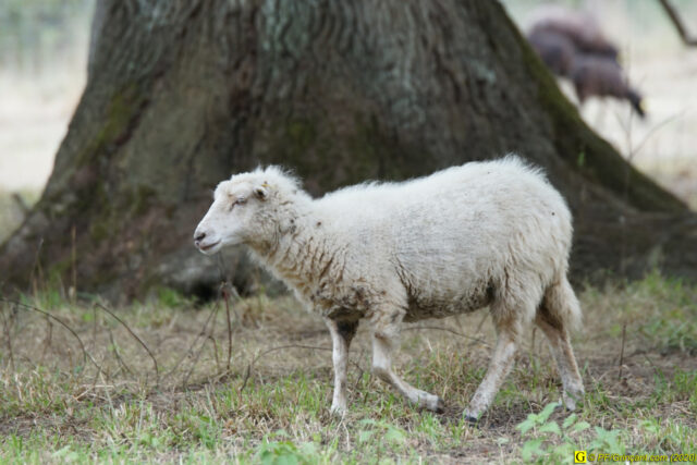 Mouton devant un tronc d'arbre