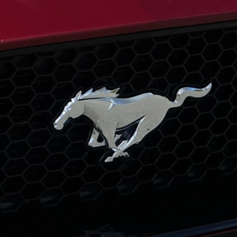 Lâchons un peu prise Mustang en plein lâcher-prise