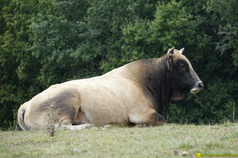 Le taureau du lac – 1
